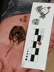 Aristolochia taliscana