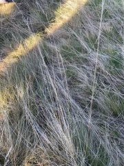 Festuca idahoensis