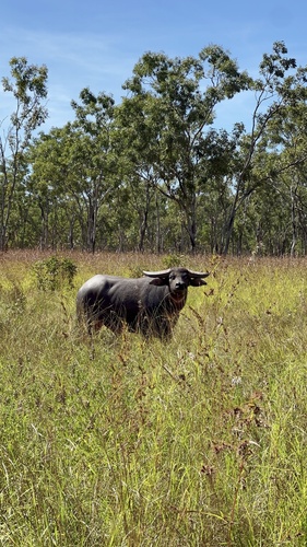 Domestic Water Buffalo
