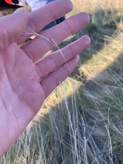 Festuca idahoensis