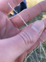 Festuca idahoensis