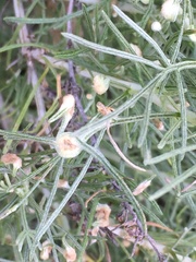 Aceria paracalifornica
