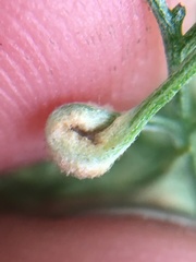 Aceria paracalifornica