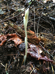 Cephalanthera austiniae