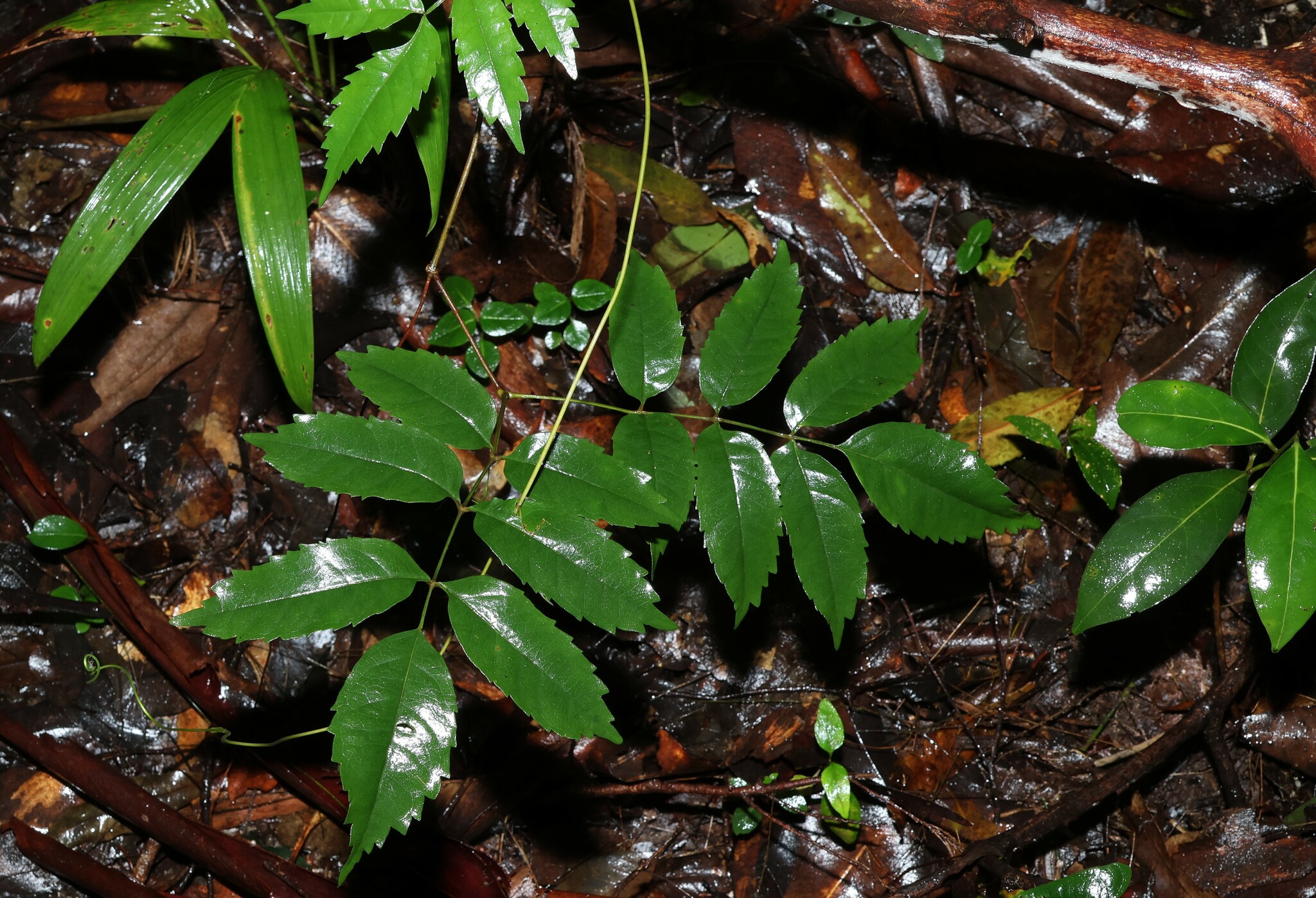 Pandorea baileyana