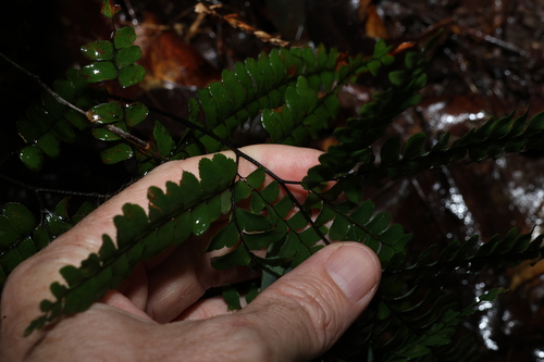 Image of Forest Maidenhair Fern (Adiantum silvaticum) by (c) Greg Tasney, some rights reserved (CC BY-SA)
