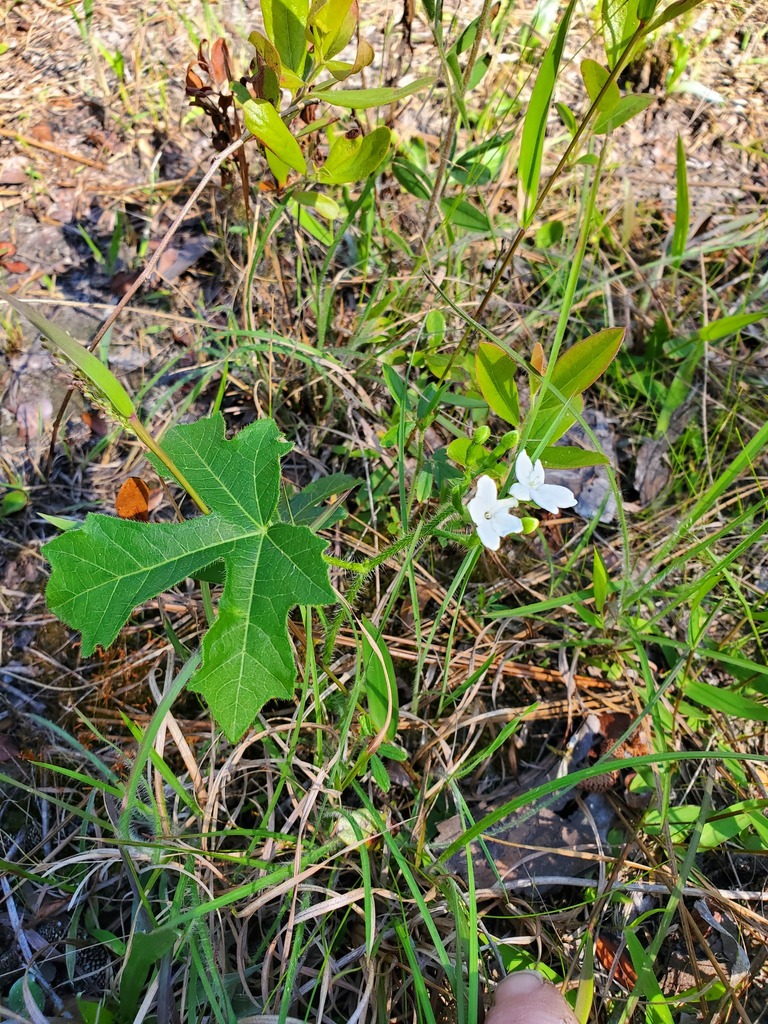 spurge nettle from Lamar County, MS, USA on April 13, 2024 at 03:28 PM ...