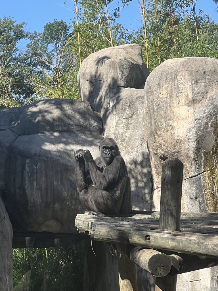 Western Lowland Gorilla in April 2024 by bylevy · iNaturalist