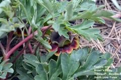 Paeonia brownii