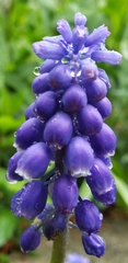 Muscari botryoides