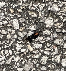 Castianeira descripta