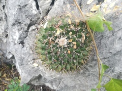 Mammillaria melanocentra melanocentra
