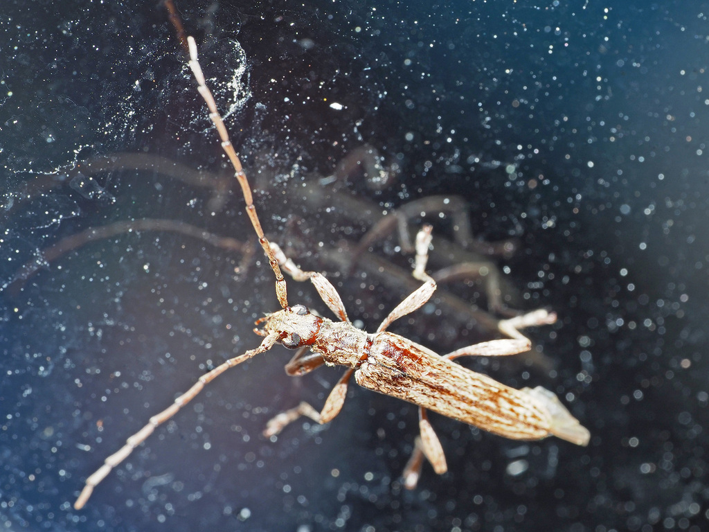 Capegaster striatus