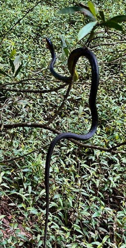 Common Tree Snake sighting