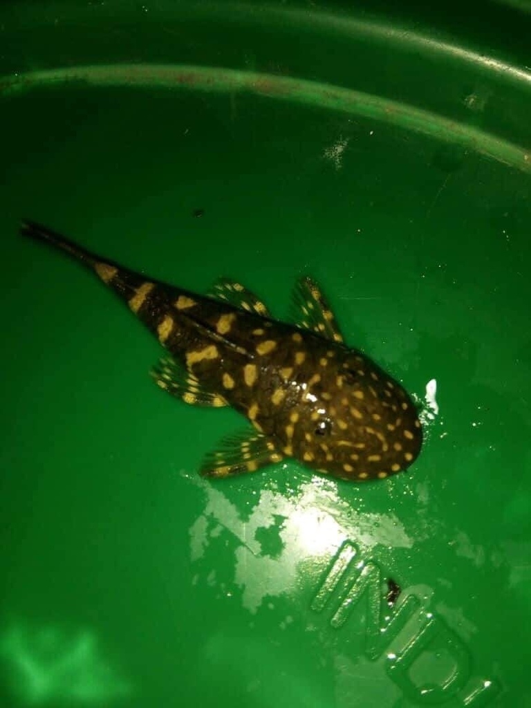 Chaetostoma sacramento