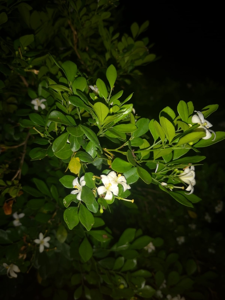 Murraya paniculata, 2F26+Q79 Parque Atlántico, Panamá, Provincia de Panamá, Panamá