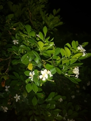 Murraya paniculata
