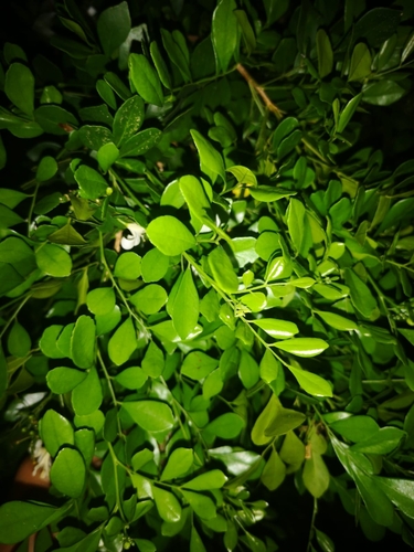 Murraya paniculata