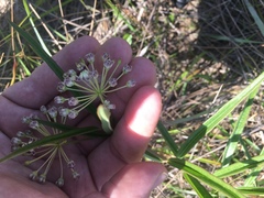 Asclepias longifolia