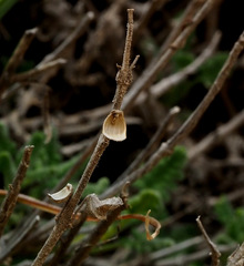 Scutellaria tomentosa