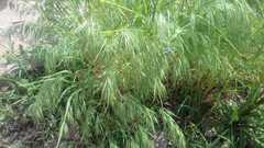 Bromus tectorum