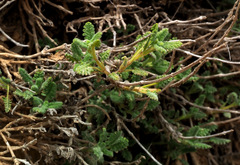 Scutellaria tomentosa