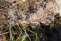 Dolichoderus taschenbergi