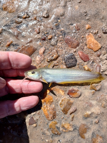 Silver tandan (Porochilus argenteus) — Plotosidae — 4