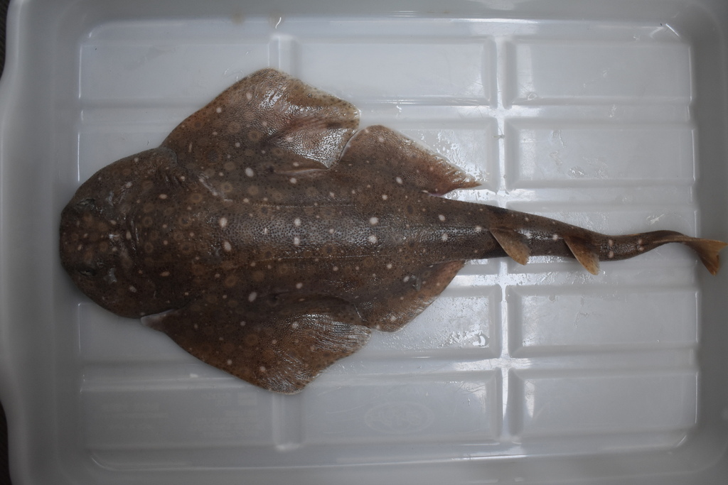 Clouded angelshark (Squatina nebulosa) — Squatinidae