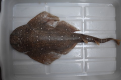 Clouded Angelshark photo 3