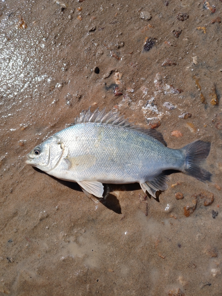 Welch's grunter (Bidyanus welchi) — Terapontidae