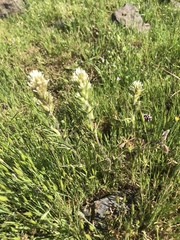 Castilleja attenuata