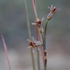 Tulbaghia alliacea
