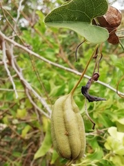 Aristolochia taliscana