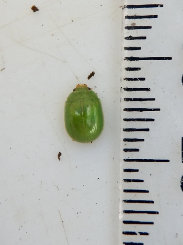 Lilly Pilly leaf beetle photo 2