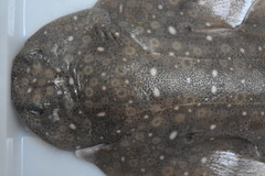 Clouded Angelshark photo 4