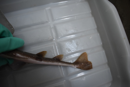 Clouded angelshark (Squatina nebulosa) — Squatinidae — 3