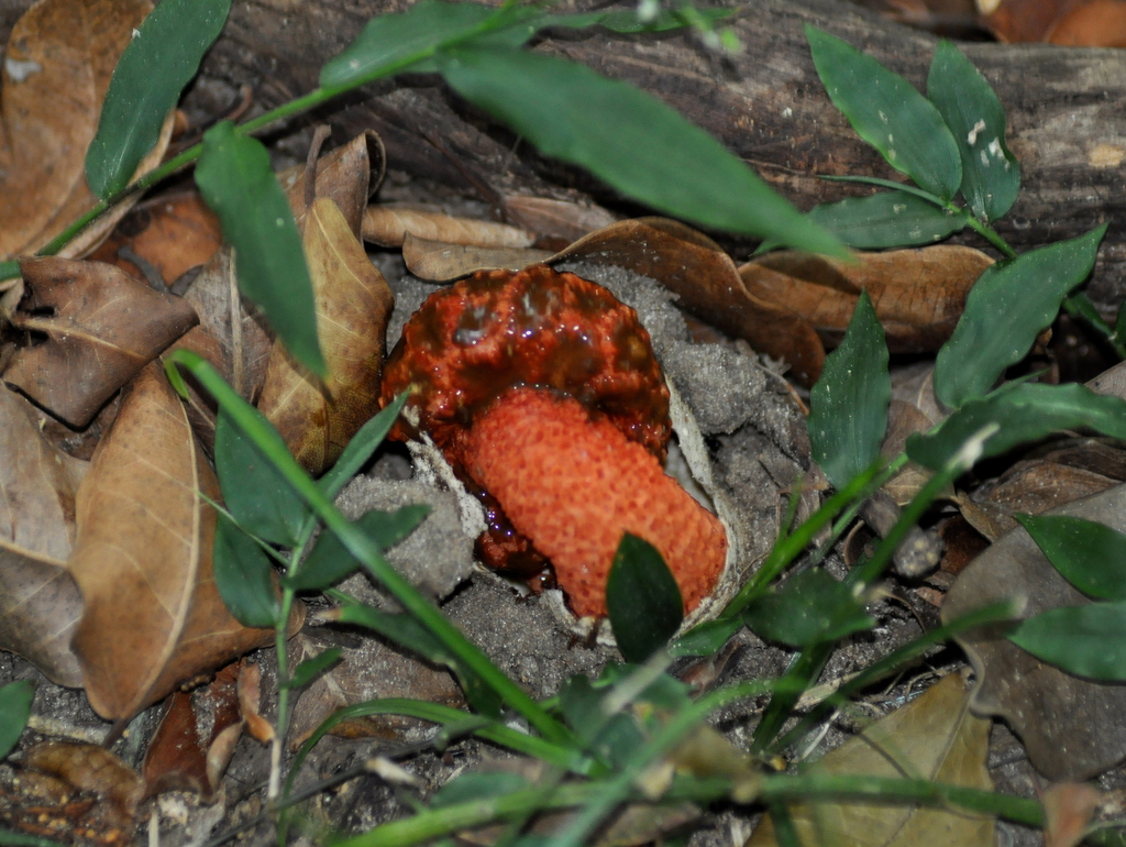 Lysurus sphaerocephalus · February 2020 · photo: © vinicius_s_domingues (iNaturalist, cc-by)