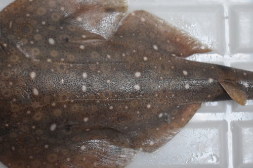 Clouded angelshark (Squatina nebulosa) — Squatinidae — 2