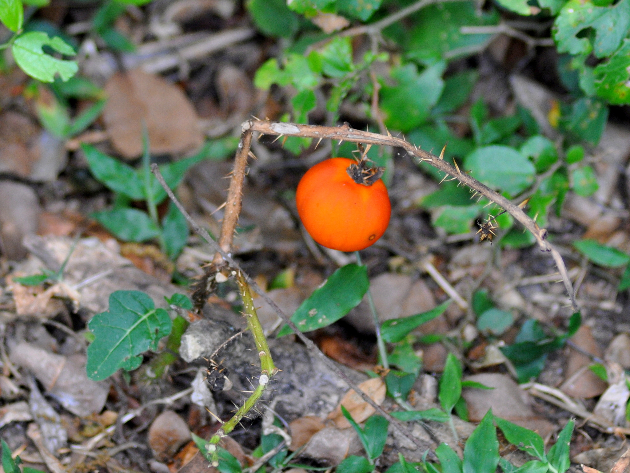 Solanum capsicoides