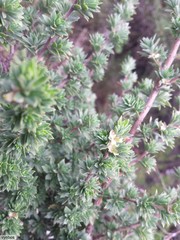 Cliffortia polygonifolia polygonifolia