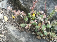 Sedum potosinum