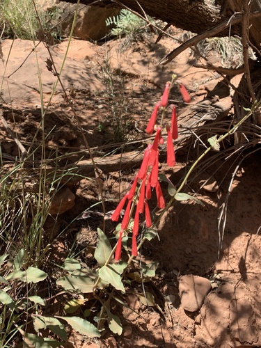 Penstemon eatonii