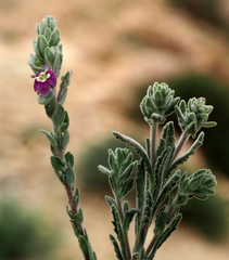 Veronica polifolia