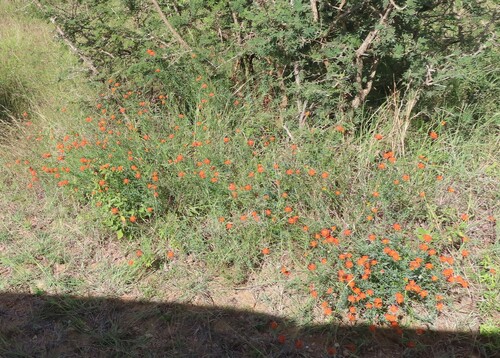 Red Curryflower (Lasiosiphon rubescens)