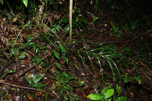 Exocarya sclerioides observed 2024-05-04