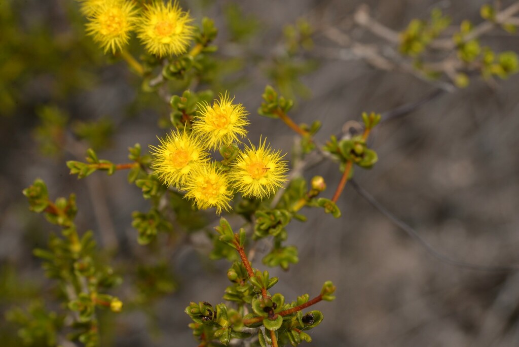 Yellow Feather Flower