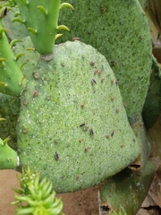 Hesperolabops gelastops