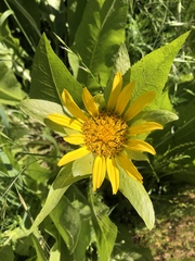 Wyethia glabra