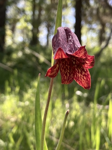 Image of Fritillaria gentneri by (c) Aaron Liston, some rights reserved (CC BY)